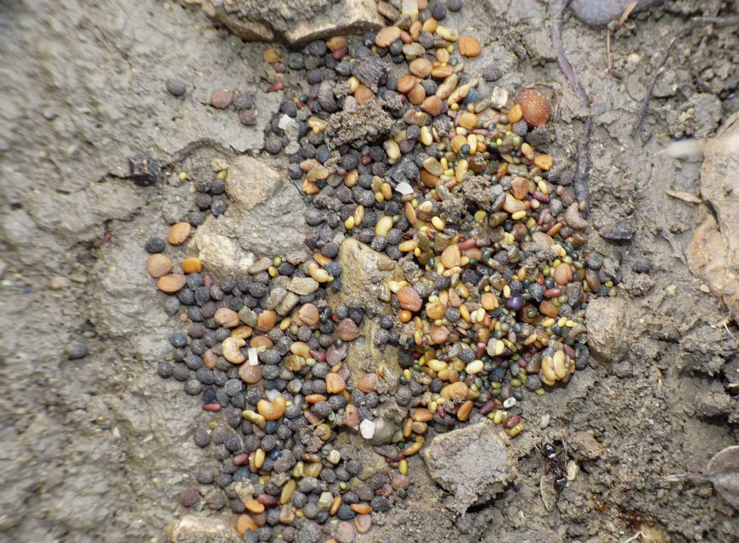 Semi immagazzinati dalle formiche